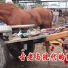 马拉大车到哪都是稀罕物，看马市上刚来了一挂马车，大家都来围观