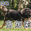 高加索——真正的犬中之王
