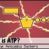 【Amoeba Sisters科普】什么是ATP?（中英文字幕）