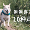 狗狗喜欢的10种声音
