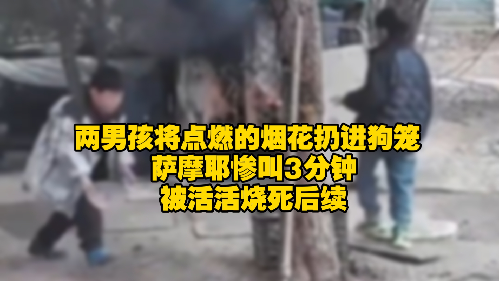 两男孩将点燃的烟花扔进狗笼 ，萨摩耶惨叫3分钟，被活活烧死后续，家长:愿意赔偿6000元或一只狗，主人:养了7年绝不接受私后续
