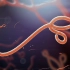史上最强病毒之一的埃博拉，其实来源于这种动物，以后尽量少吃