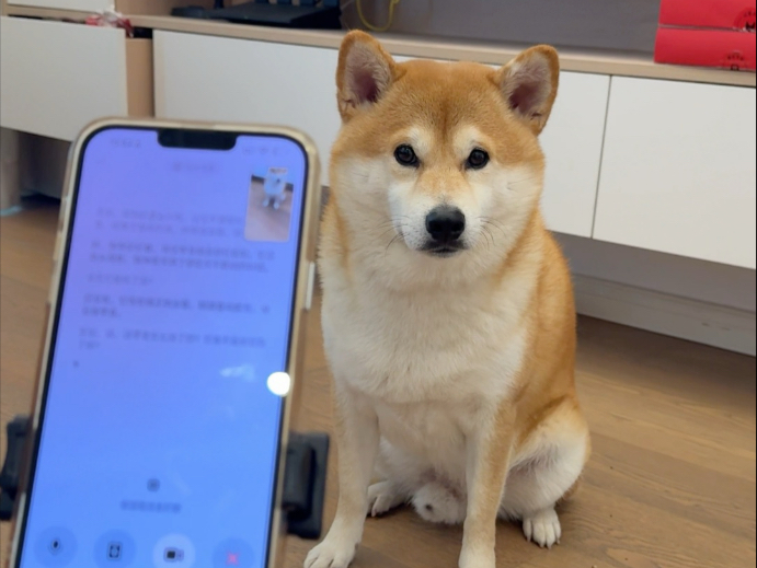 提问：视频里有几只狗？