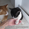 0001.V-猫奴的必修课之《如何驯养你的猫》_V