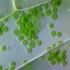 显微镜下美妙的植物细胞（伊乐藻细胞质流和大量叶绿体）