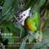 被称为世界物种基因库的高黎贡山，里面的鸟类真的是丰富多彩！