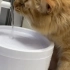 猫用饮水机使用指南