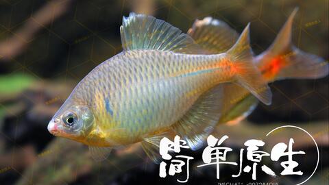 3db2800bcdaa7f5c9ec7011b3bb92d118c4c0b46.jpg@480w_270h_1c