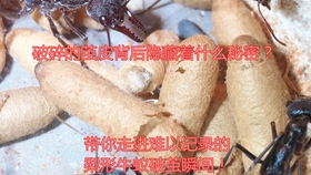 3de804b7a36f54637990d9d34b90d70fc86f0cc4.jpg@280w_158h_1c_100q.jpg