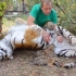母老虎的产后护理之帮大猫催奶