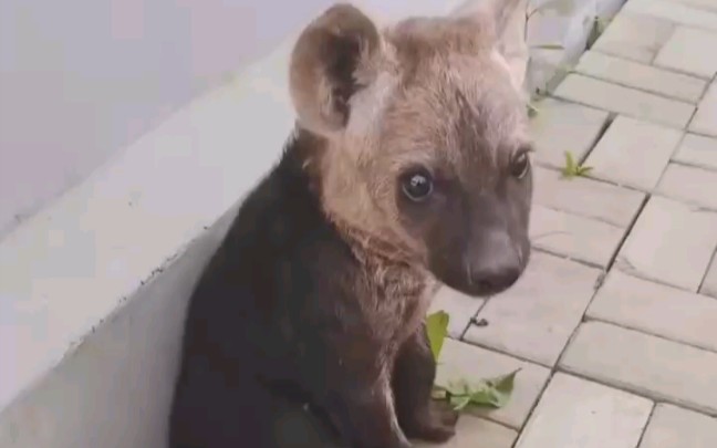 【斑鬣狗】一只没有梦想的丑萌小斑鬣