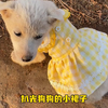 扒光狗狗的小裙子
