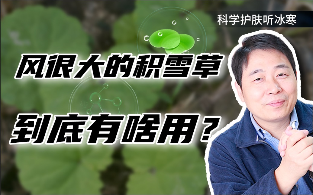 风很大的积雪草，到底有啥用？