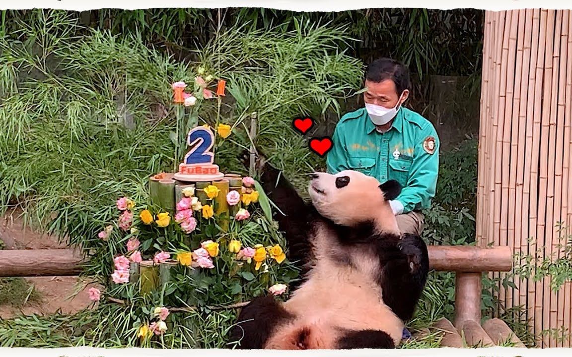 （中字）熊猫宝宝福宝两岁的生日聚会！！！|大熊猫一家🐼