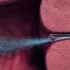 【初中生物必看视频】精子与卵细胞相遇的过程