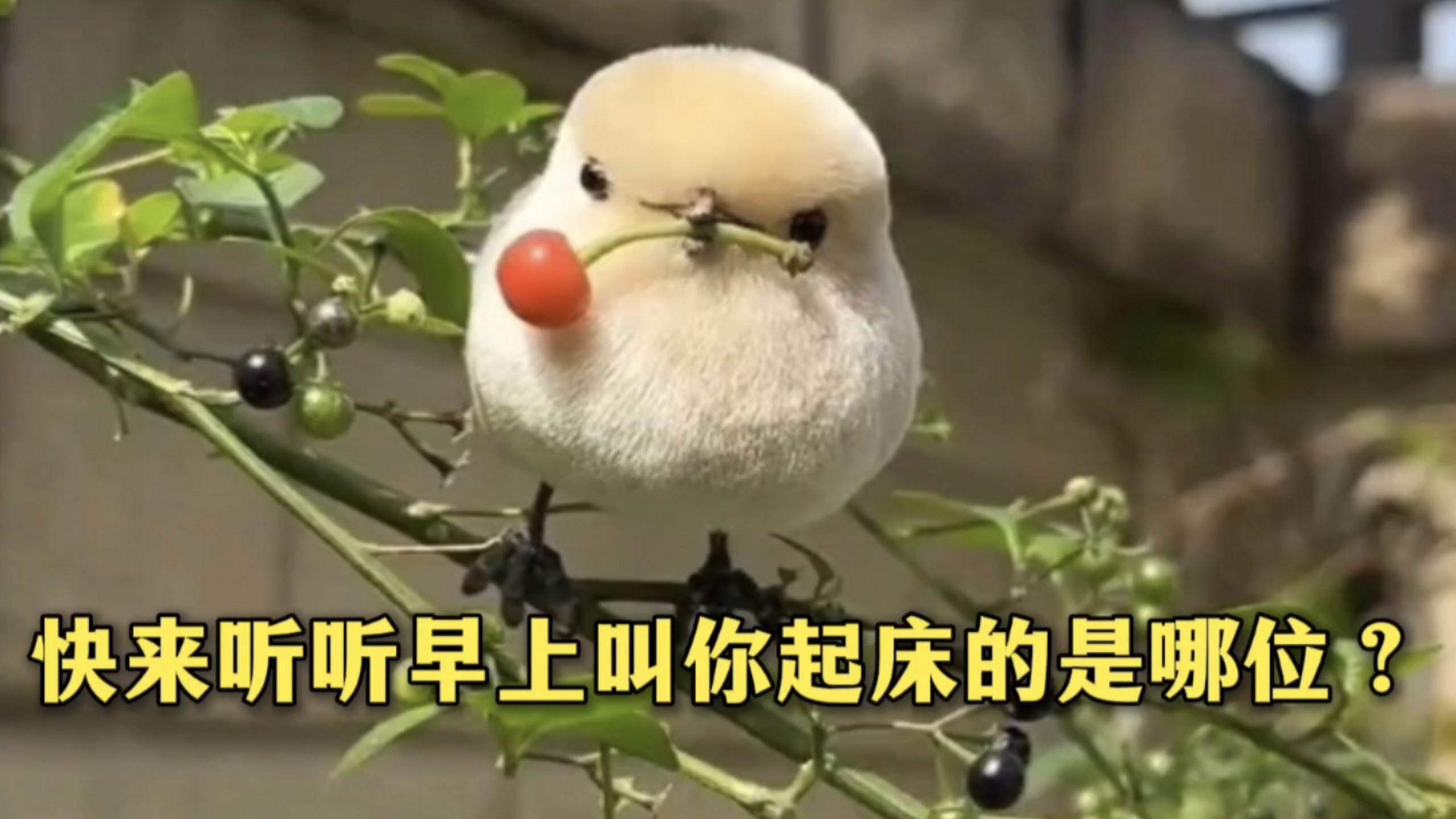 快来听听早上叫你起床的是哪位？请问噪鹃可曾给短视频录过bgm