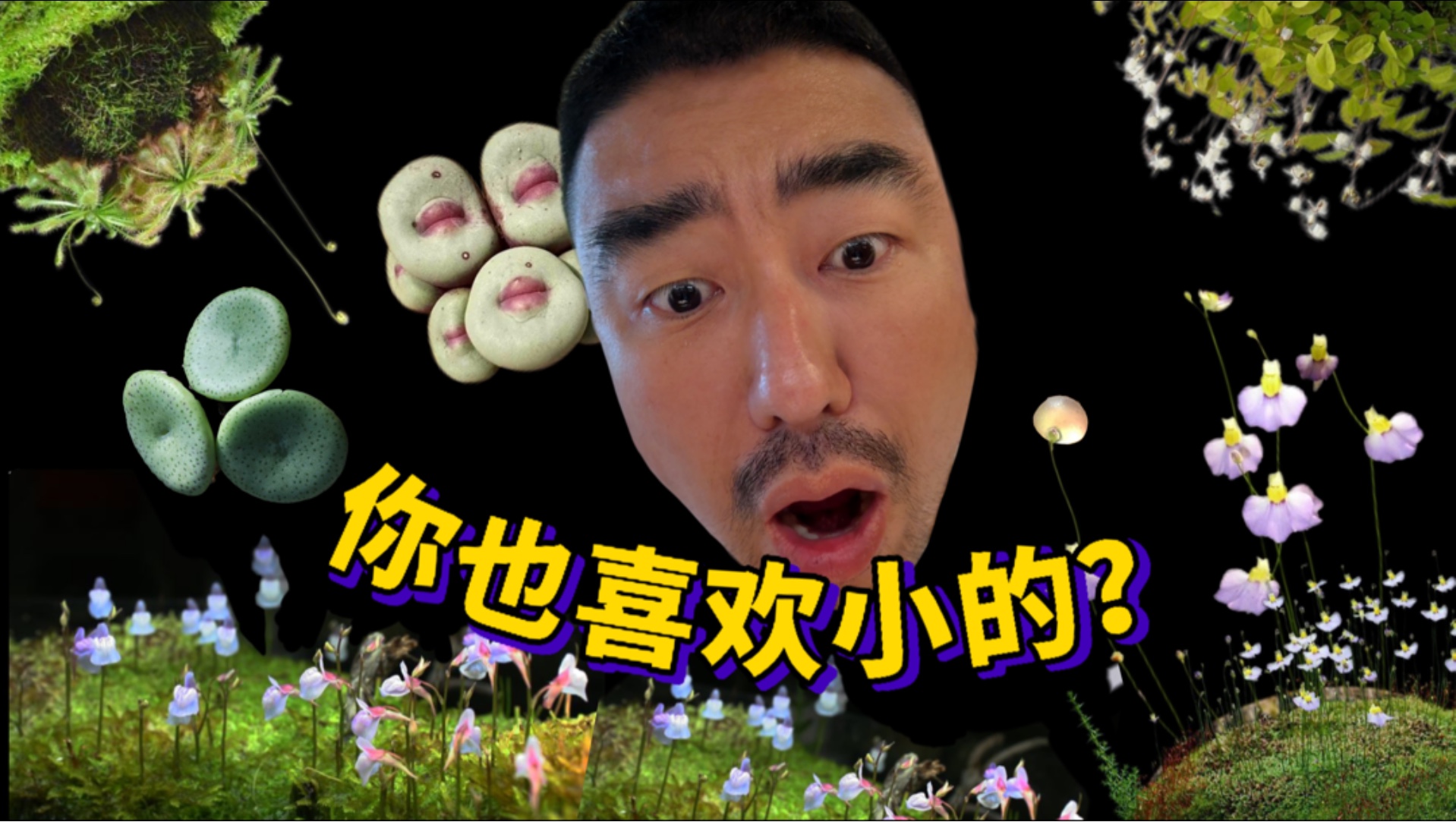 指尖儿大的“迷你植物”，却有治愈人心的魔法！