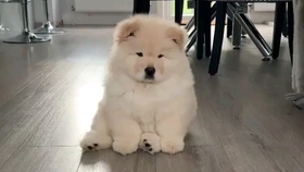 猫狗像什么成语_猫狗情侣头像