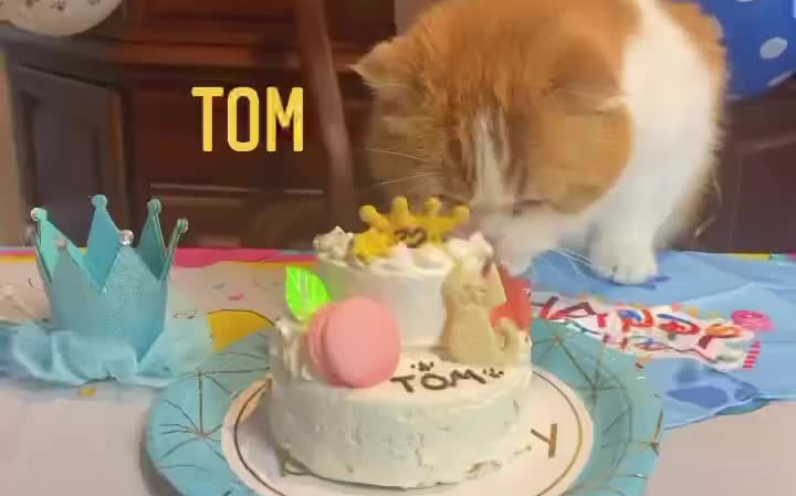 【櫻坂46】菅井托姆12岁寿诞享用美味蛋糕