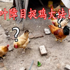 古法抓鸡，一叶障目抓鸡大法