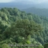 大自然在说话-雨林《Nature is speaking-Rainforest》英文字幕 英语配音素材视频消音素材 公益