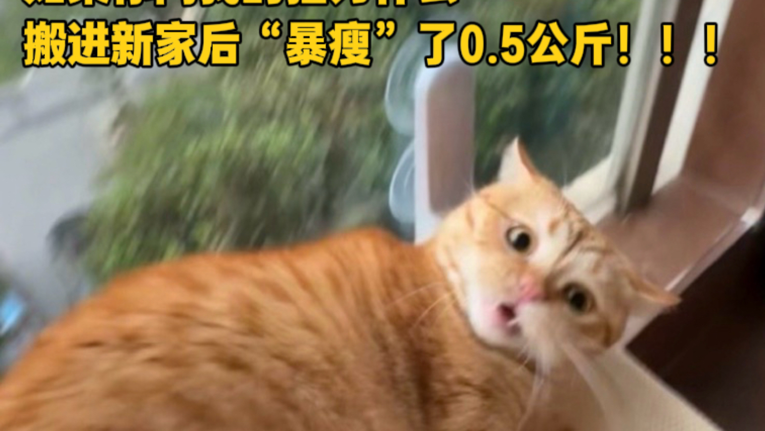 如果你问我的猫为什么搬进新家后暴瘦0.5kg！！