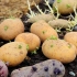土豆的一生｜现代农业种植和收获马铃薯