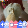 小鸡第一次照镜子