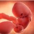 人的体内受精和胚胎发育