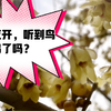 正月已过，这才发现，腊梅花早已盛开，差点错过一个花季