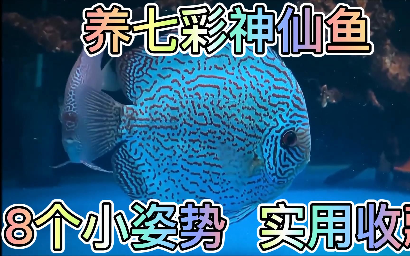 养殖技术：七彩神仙鱼的繁殖技术