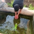 记录第一次下水游泳的绿鬣蜥幼苗 | Baby iguana Swim For The First Time !