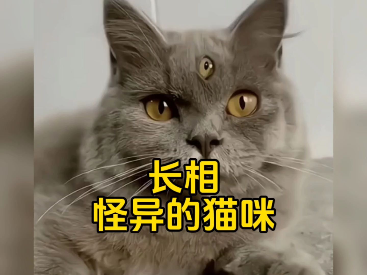 那些长相怪异的猫咪，来看看哪个更奇怪