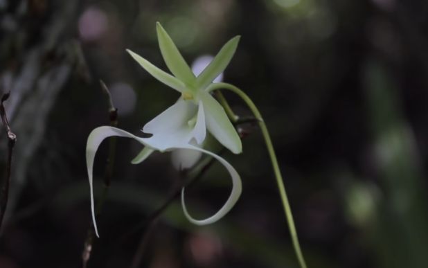 我的幽灵鬼韩国