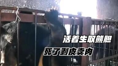 太残忍，成年黑熊<em class="keyword">活取</em>胆汁，老了还要杀掉卖肉！纪录片