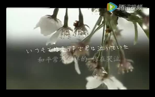 高野健一  樱花樱花想见你（清明樱花祭）