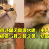 猫咪得过尿闭需喂水喝，主人对此满屋抓猫与其斗智斗勇，结局爆笑