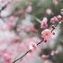 【空镜素材】雨中的梅花｜雨中的桃花｜被雨打湿的花瓣