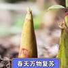 春天万物复苏