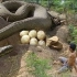 【原始生存·捕猎】在森林窃取蟒蛇蛋并生吃美味的蟒蛇蛋