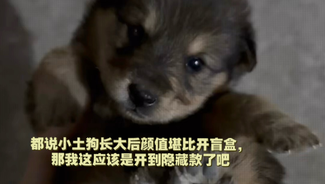 小时候也没想过长大后会长的这么爽啊，到底是谁说小串串狗都是燃烧颜值长大的！我这应该是开出隐藏款了吧！