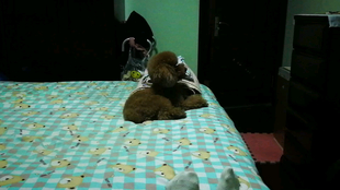 3f1d4e300e860a01cb4012a0ff85595fe9183140.png@310w_174h_1c_100q.jpg