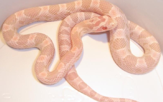 蛇是什么神仙的化身 3f2b196c8462f66412b2f3b9aeb6a9dac68d5152.png@480w_270h_1c