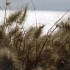 空镜头视频素材 微风风吹草 素材分享