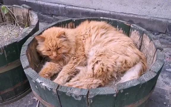 15岁故宫流浪猫不幸触电，故宫救助措施温暖人心，一支给你的视频