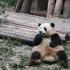 【大熊猫和花/和叶】你见过会拳击的熊猫吗？