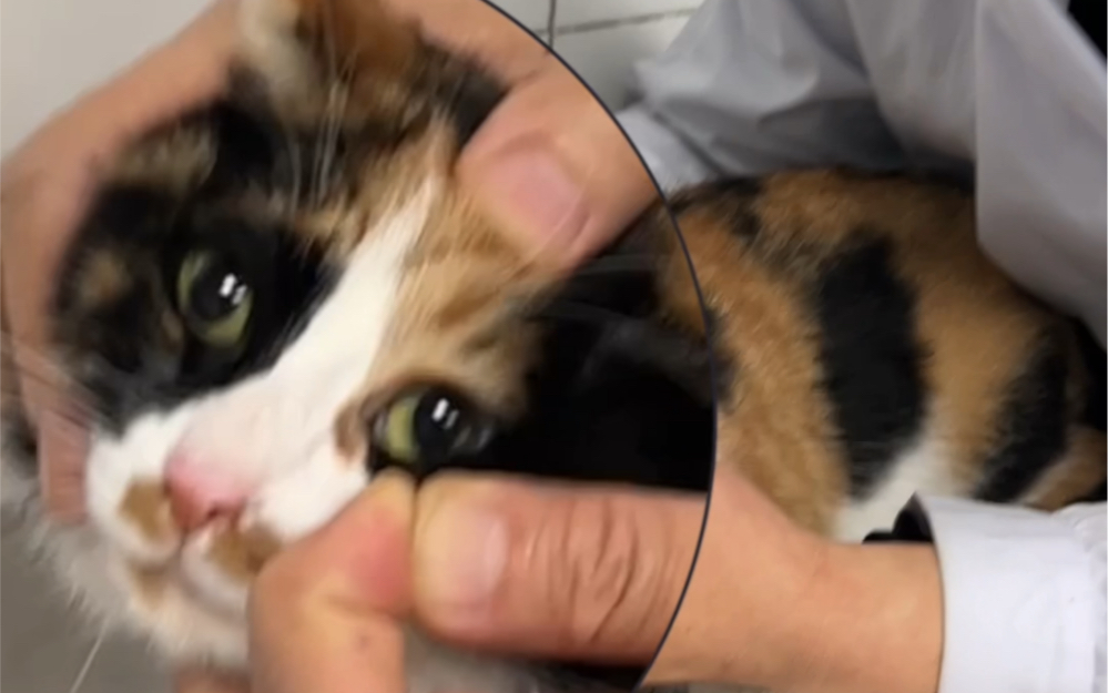 怎么给小动物滴眼液呢？简单易学！一次成功，零失手