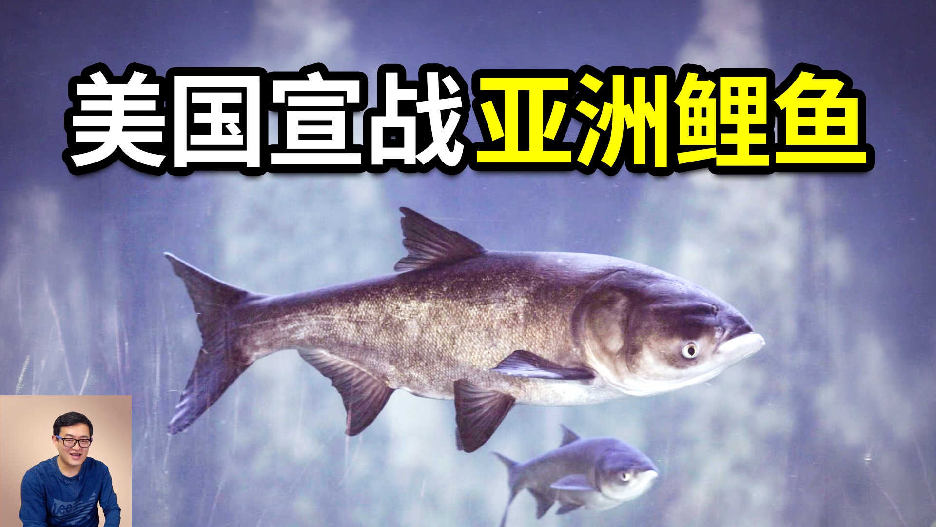 特朗普为什么突然“宣战”亚洲鲤鱼？这些鱼到底有多恐怖？挤爆美国“大动脉”，威胁世界最大淡水库！明明好吃却泛滥成灾的真相……