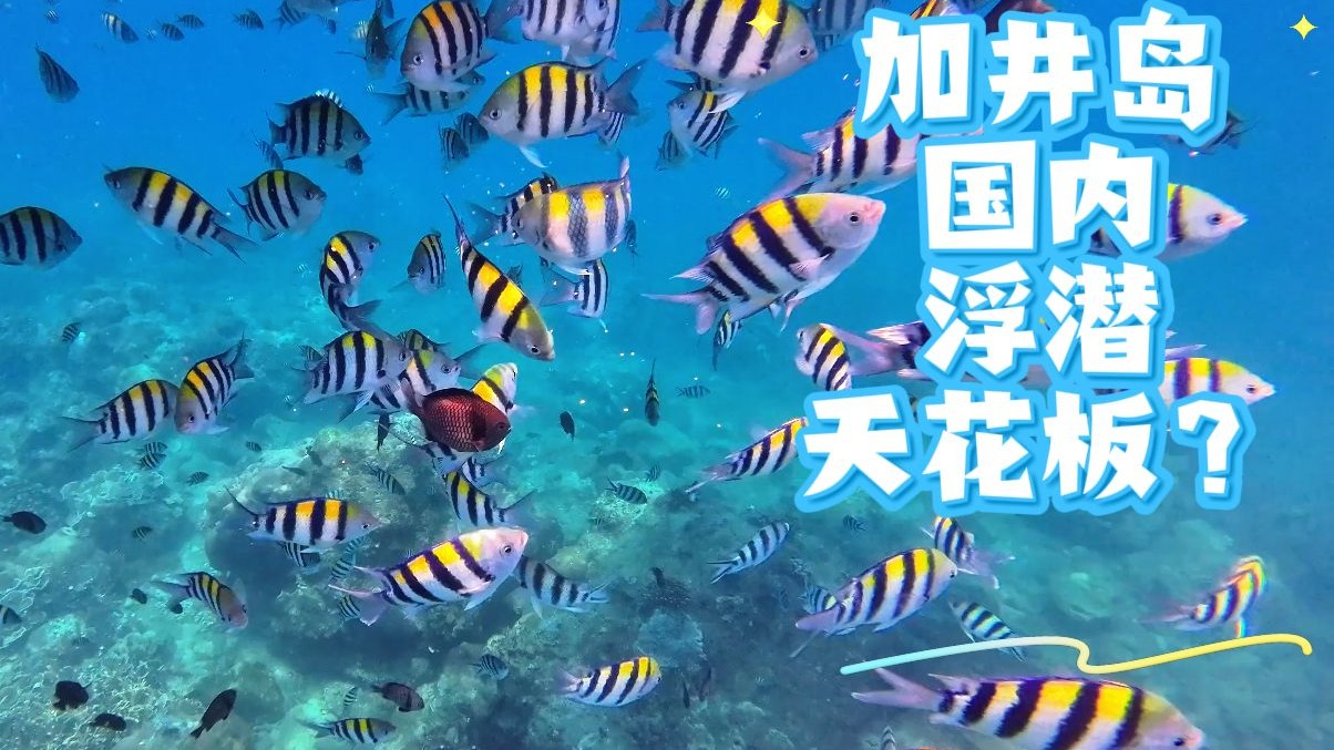 万宁加井岛，国内浮潜天花板？