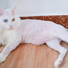 铲屎官心血来潮给长毛猫剃毛，活生生把一只狮子猫变成无毛猫